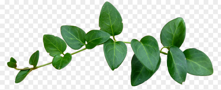 Leaf Green Tree PNG