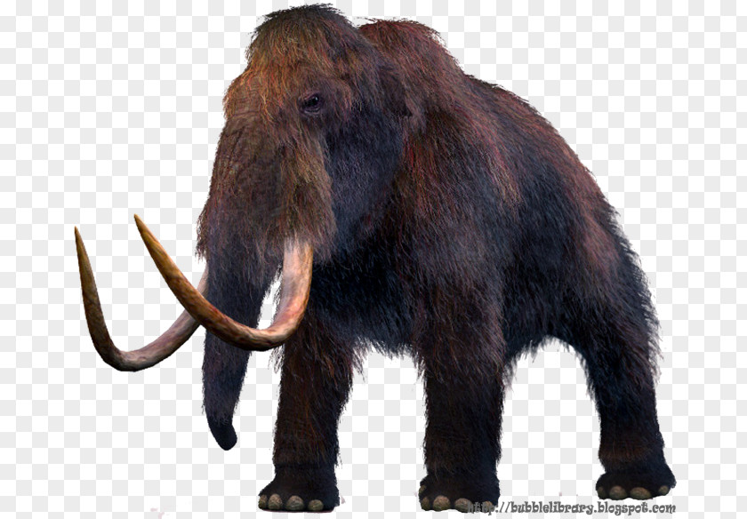 Mammoth Mammuthus Meridionalis Woolly Steppe Extinction Elephantidae PNG