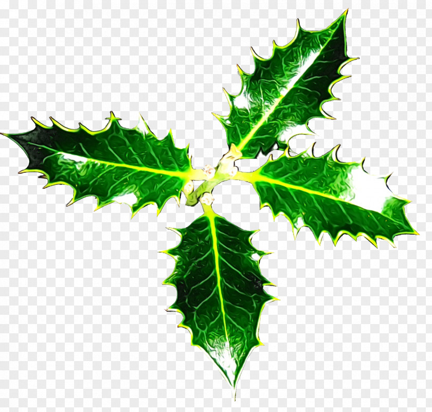 Plane Woody Plant Holly PNG