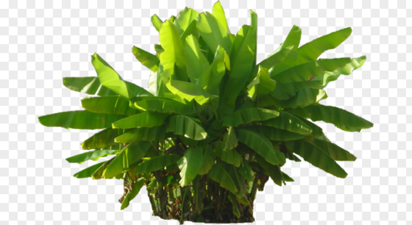 Plant Green Clip Art PNG