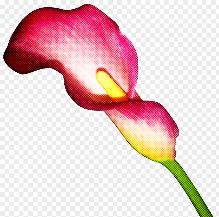 Arum Flower Petal Giant White Lily Pink PNG