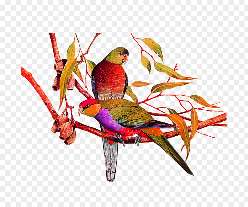 Parrot Bird Amazon Painting PNG