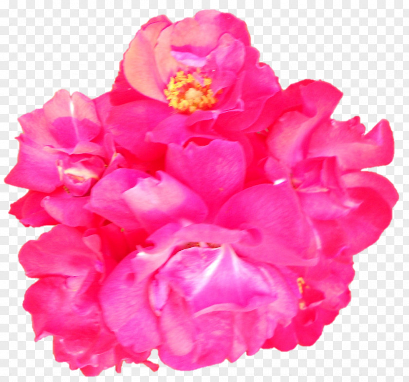 Saraswati Devi Garden Roses Cabbage Rose Cut Flowers Peony Petal PNG