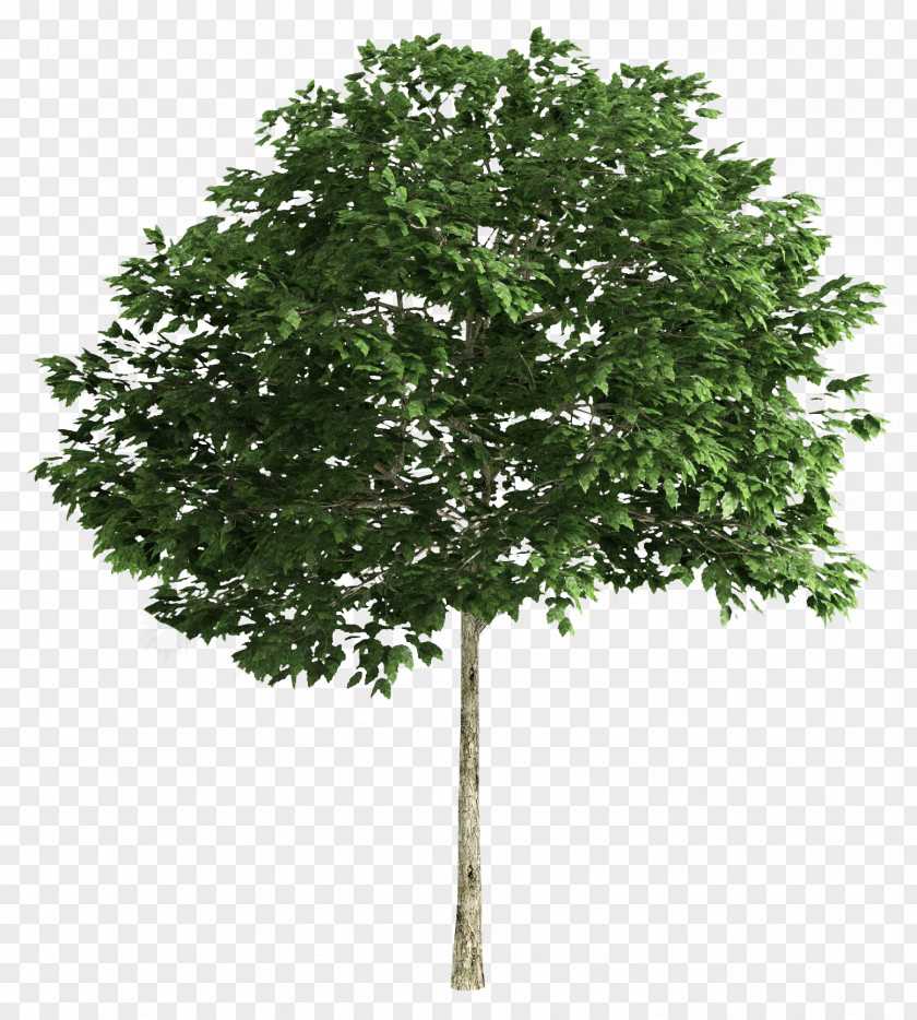 Tree Plan Clip Art PNG
