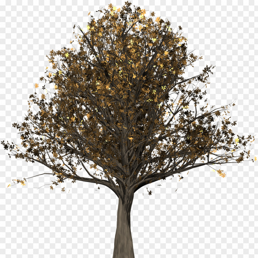 Tree Trunk English Oak Northern Red Woody Plant Quercus Suber PNG