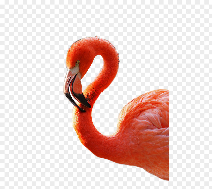 Winter Flamingos Bird Flamingo PNG