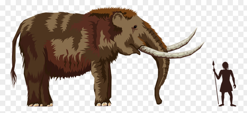 Elephant Pliocene Woolly Mammoth Mastodon Clip Art PNG
