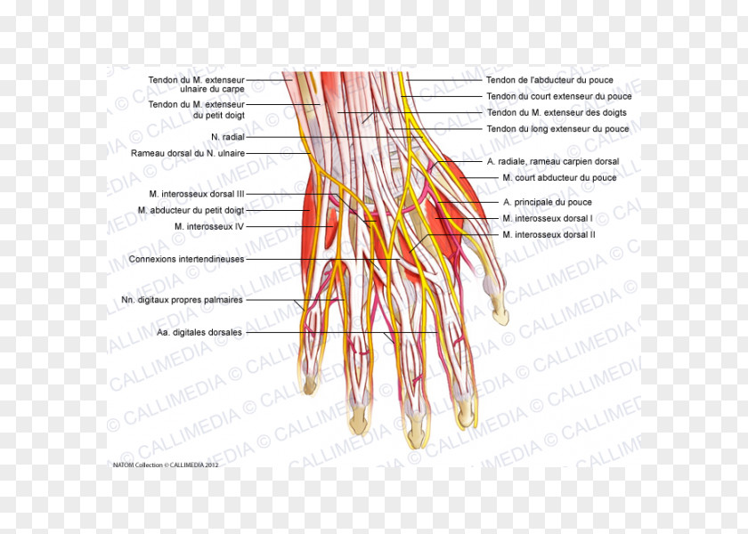 Hand Finger Nerve Nervous System Human Anatomy Blood Vessel PNG