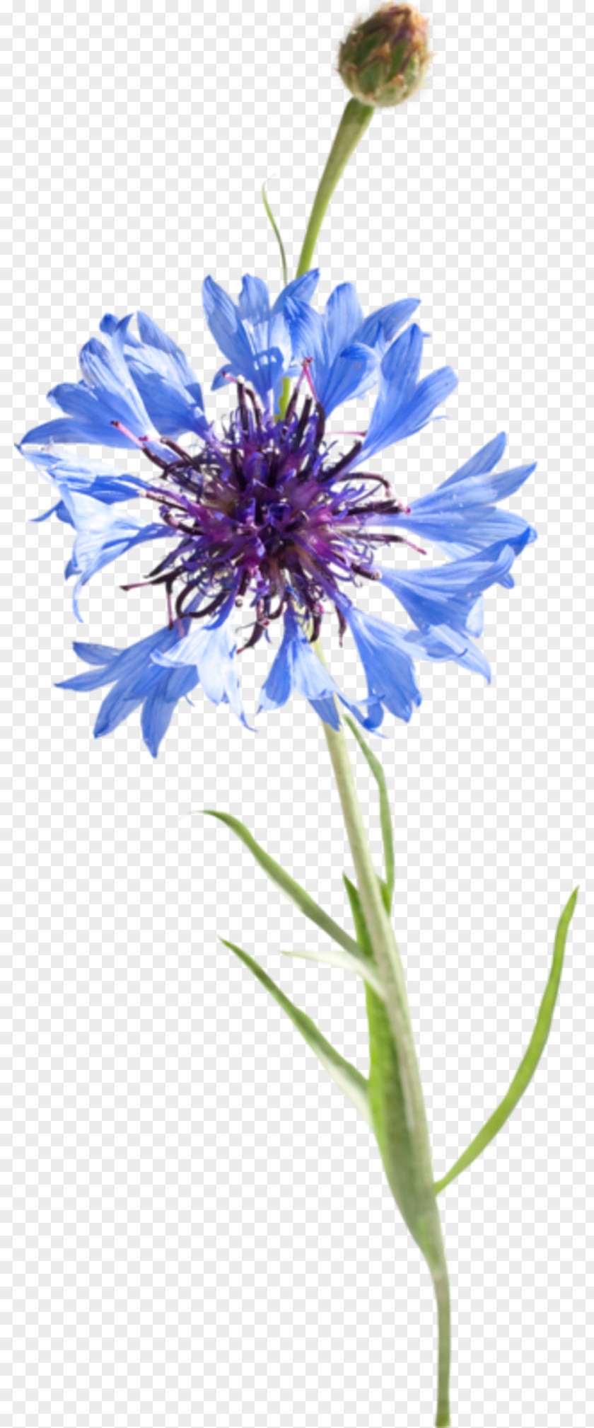 Nenuphar Cornflower Blue Watercolor Painting Drawing PNG