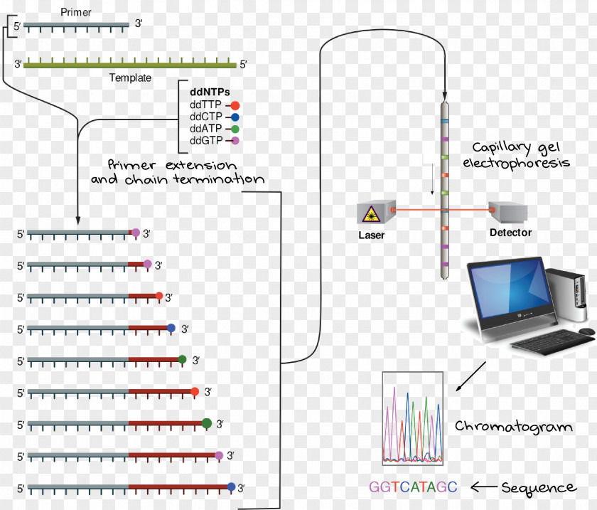 Sanger Sequencing DNA Dideoxynucleotide PNG