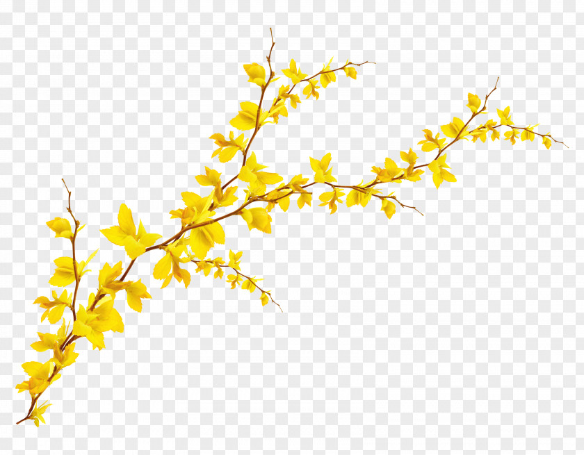 Y-shaped Branch Ginkgo Biloba Leaf PNG