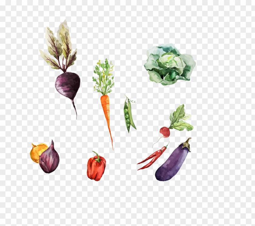 A Variety Of Vegetables Root Watercolor Painting Drawing Illustration PNG