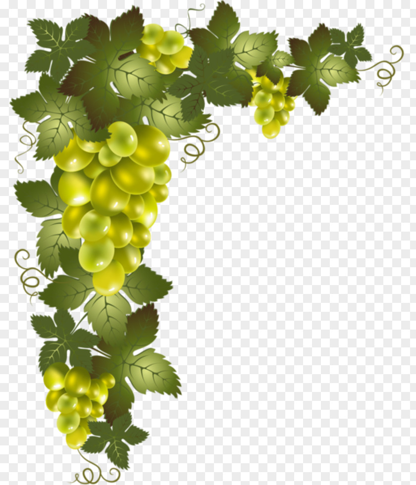 Grape Vine Desktop Wallpaper Clip Art PNG
