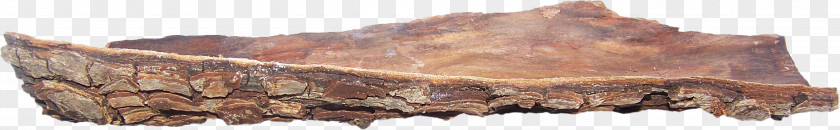 Bark Tree PNG