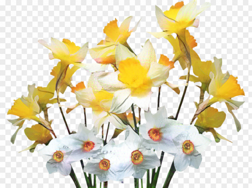 Clip Art Garden Wild Daffodil Image PNG