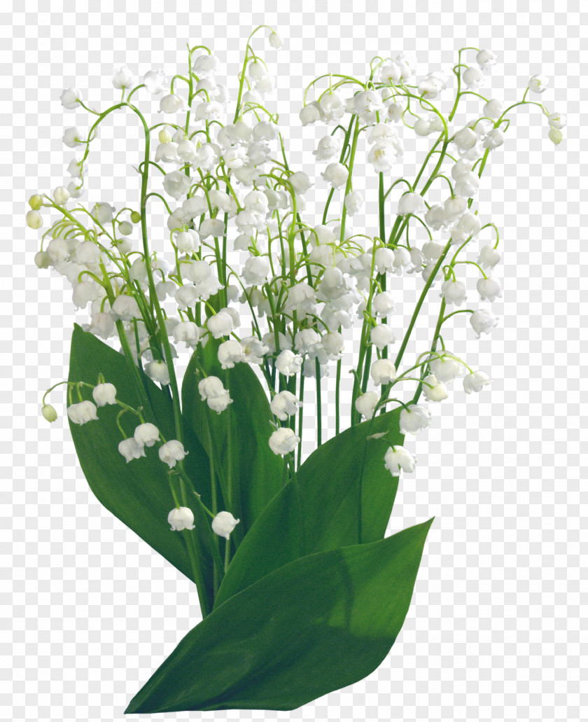 Convallaria Frame Raw Image Format Clip Art Vector Graphics PNG