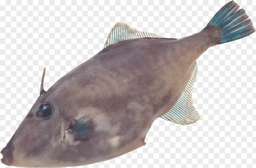 Eel Clipart Catfish Image Vegetable Desktop Wallpaper Food PNG