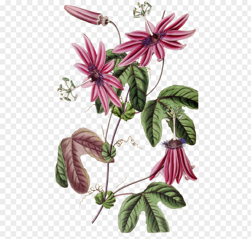 Flower Botany Botanical Illustration Passiflora Alata Curtis's Magazine PNG