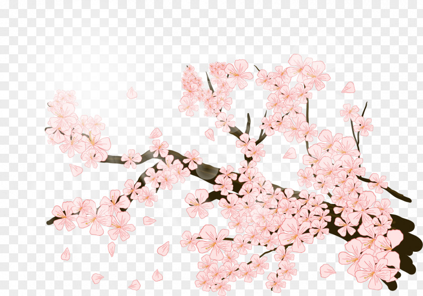 Gorgeous Plum Blossom Cherry Illustration PNG