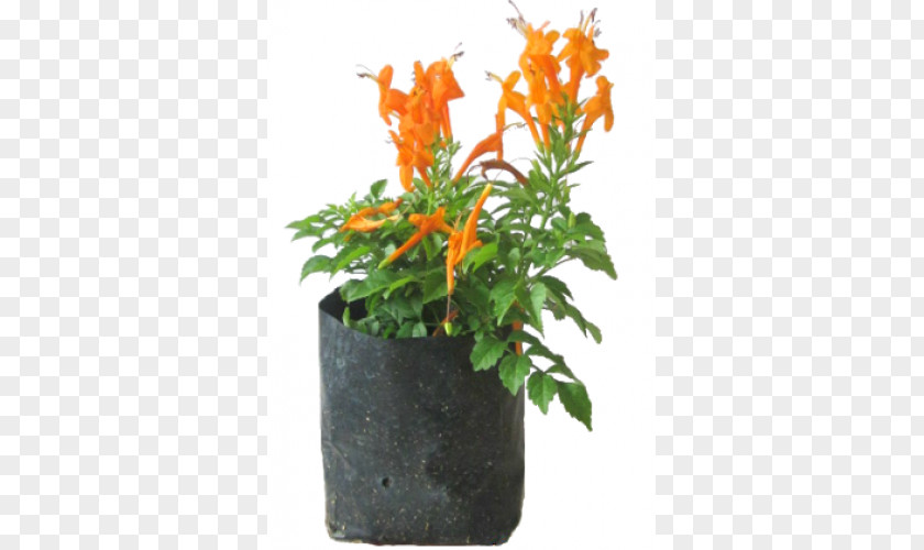 Honeysuckle Tecoma Capensis Flowerpot Shrub Houseplant PNG