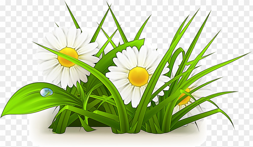 Houseplant Camomile Flower Plant Grass Chamomile Flowering PNG