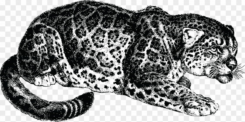 Jaguar Felidae Leopard Ocelot Tiger PNG
