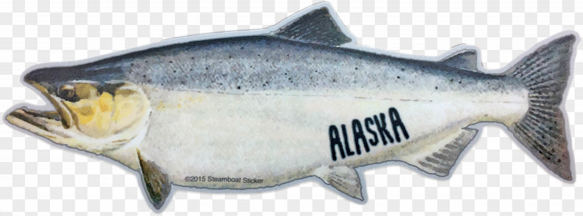 King Salmon Coho Norway Oily Fish PNG