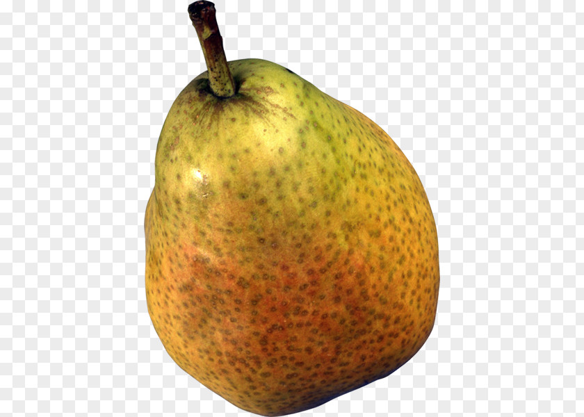 Photography Papa Pear Saga PNG