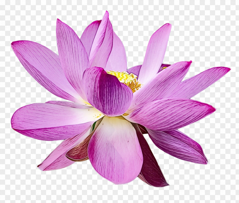 Sacred Lotus Herbaceous Plant Plants Lotus-m Science PNG