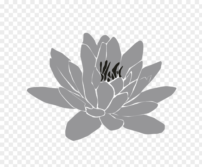 White Flowering Plant PNG