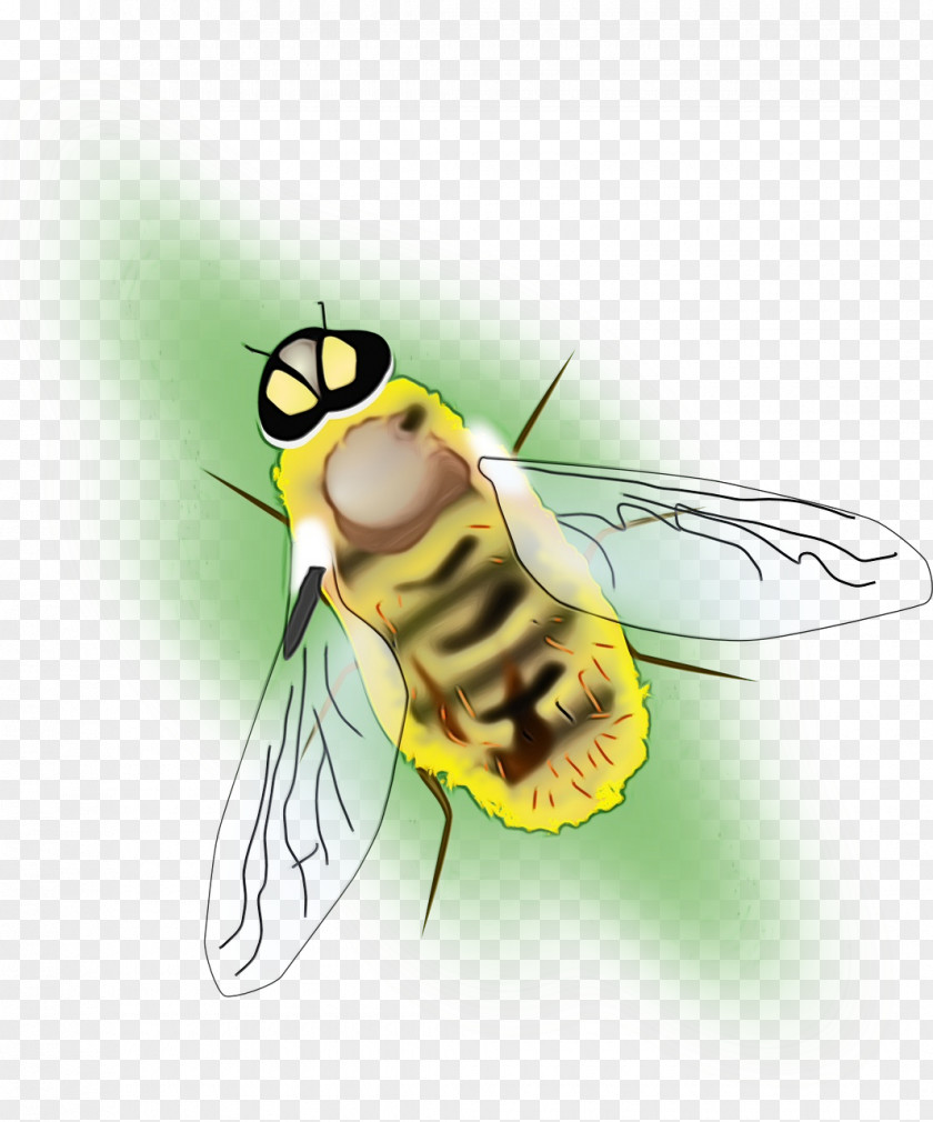 Drosophila Carpenter Bee Background PNG