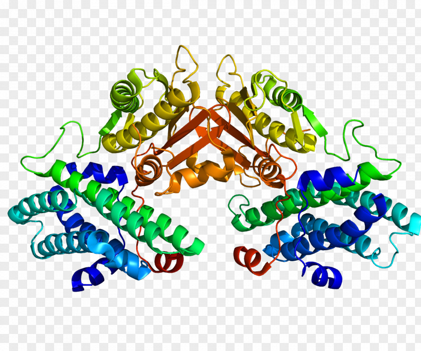 PDK4 Pyruvate Dehydrogenase Kinase Complex Isozyme PNG
