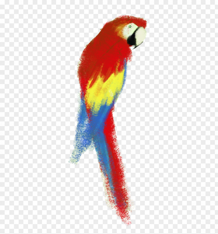Pirate Parrot Budgerigar Lovebird Macaw PNG