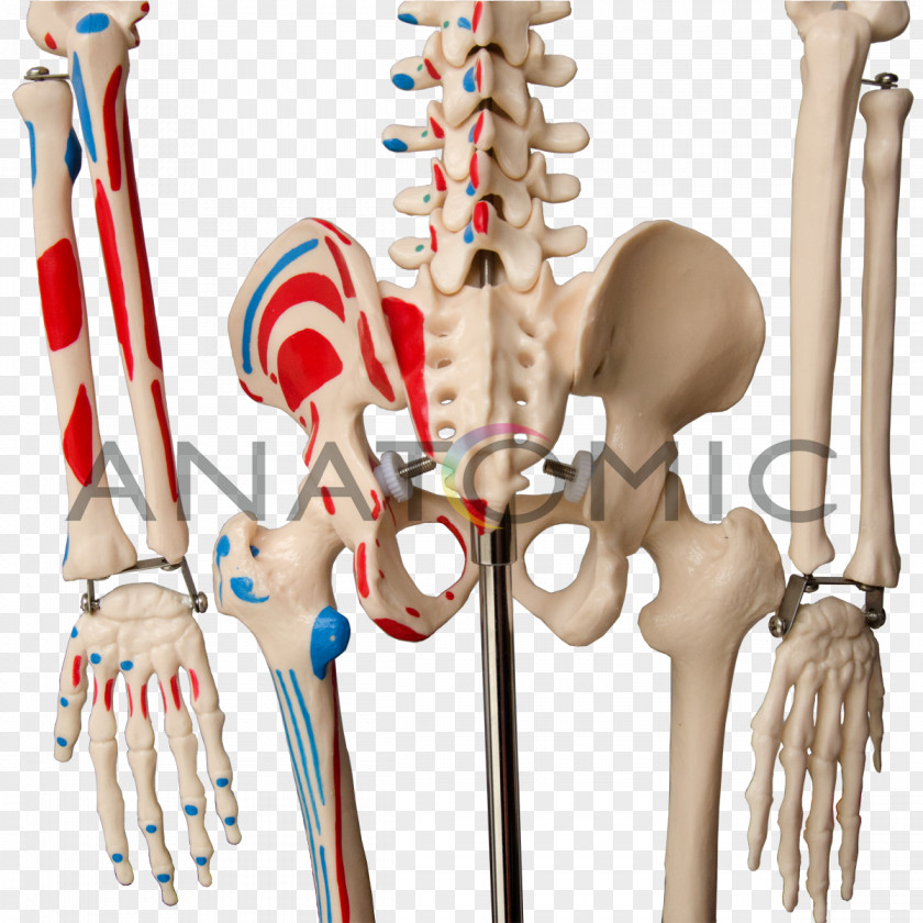 Skeleton Human Shoulder Joint Anatomy PNG