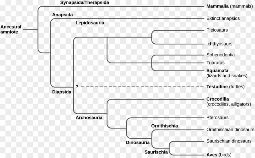 Turtle Amniote Amphibian Evolution Diapsid PNG