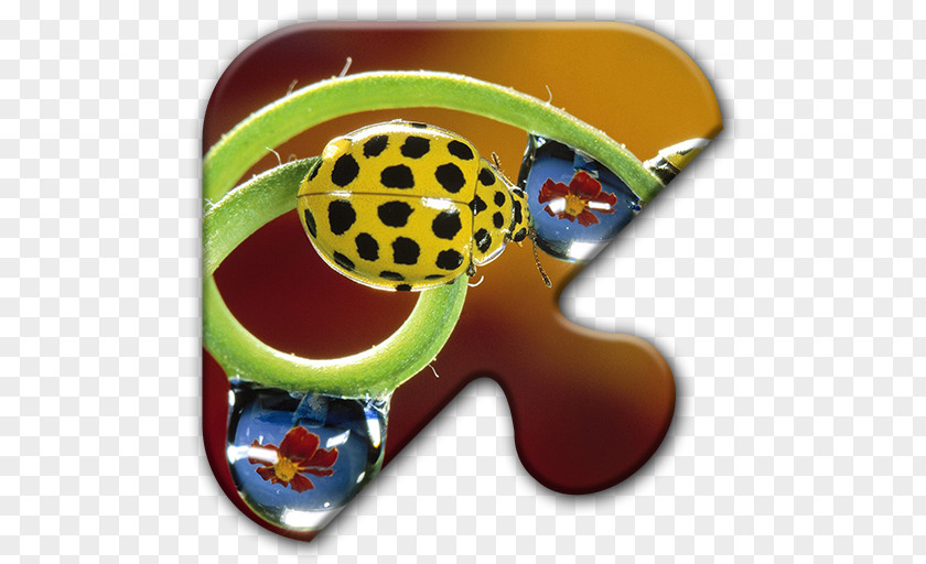 Beetle Ladybird Butterfly Steelblue Desktop Wallpaper PNG