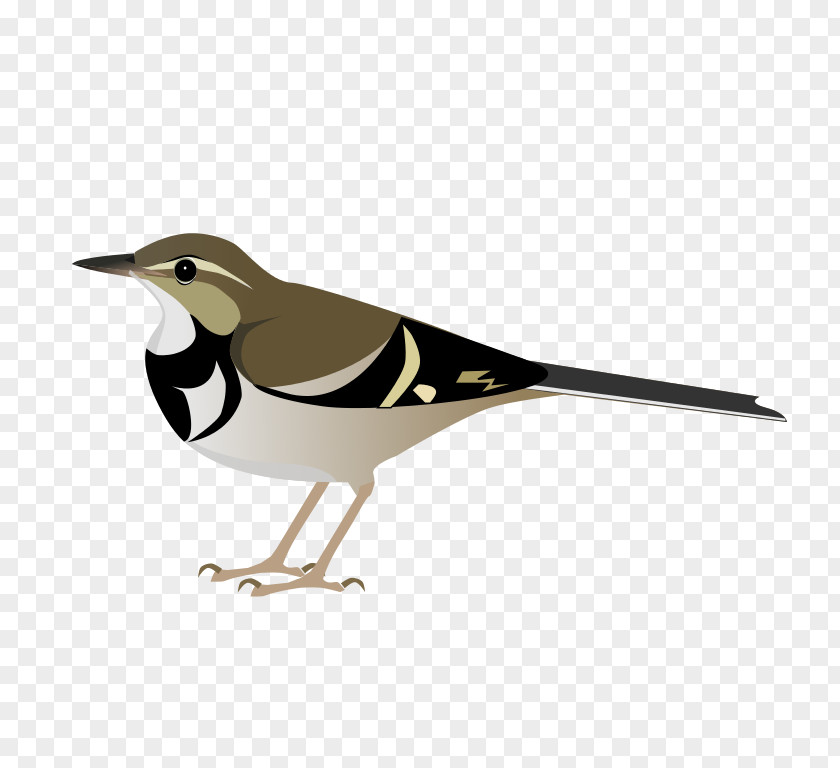 Bird Forest Wagtail Vertebrate Dendronanthus PNG
