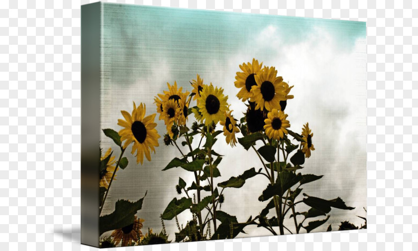 Design Common Sunflower Seed Floral Sunflowers PNG