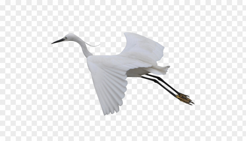 Flying Crane Cygnini Bird Beak Feather PNG