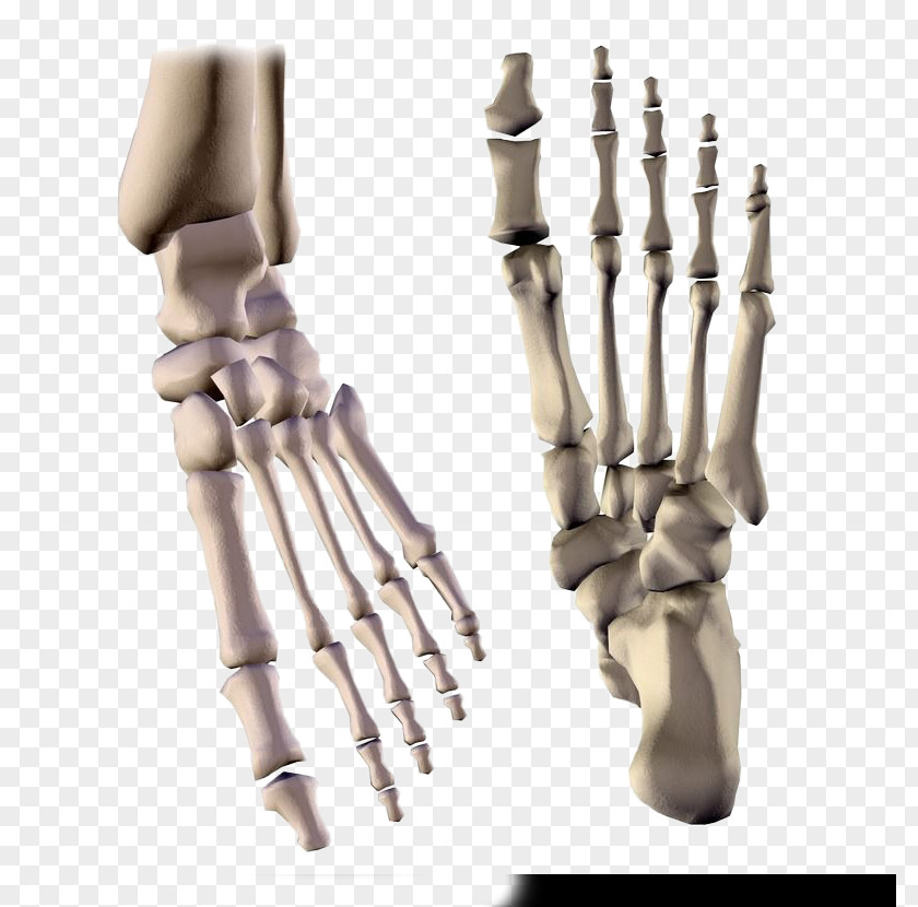 Gold Human Feet Bones Vector Fatal Voyage Virals Deadly Decisions Grave Secrets Death Du Jour PNG