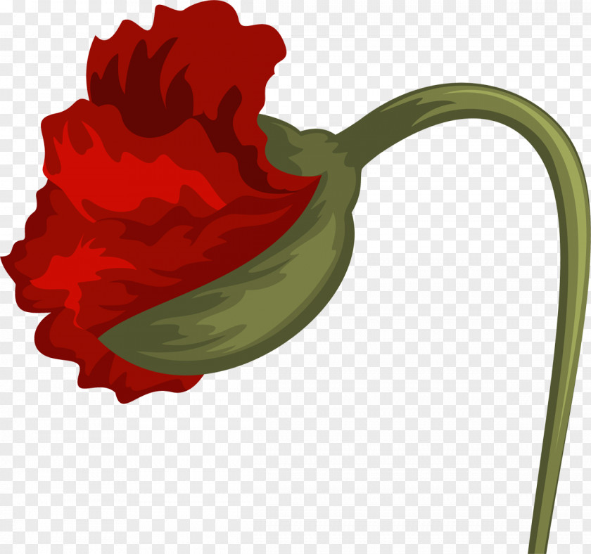 Poppy Flowering Plant Google Images Clip Art PNG