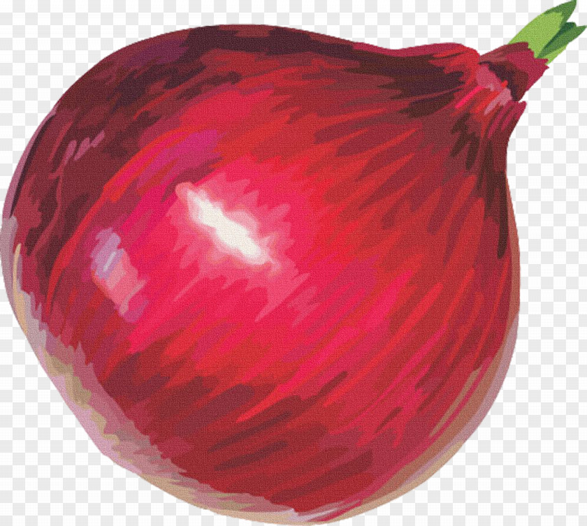 Red Onion Free Content Clip Art PNG