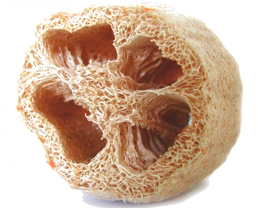 Vegetable Sponge Gourd Cucurbitaceae PNG