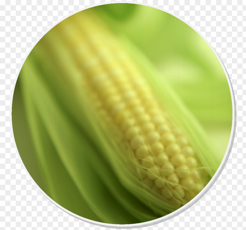 Corn On The Cob Maize Food Syrup Gluten-free Diet PNG