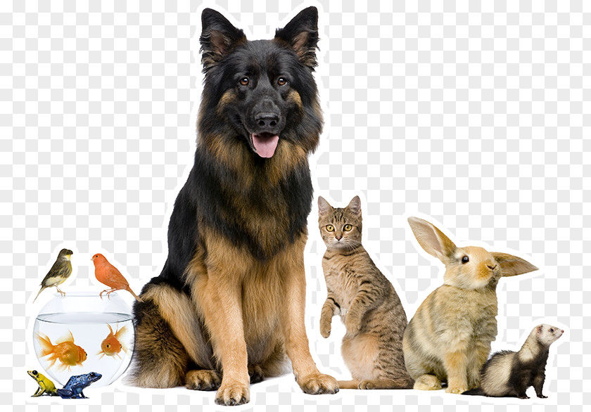 Dr. Rand Spongberg Dog VeterinarianDog Pet Sitting All Creatures Care Cottage Veterinary Hospital PNG