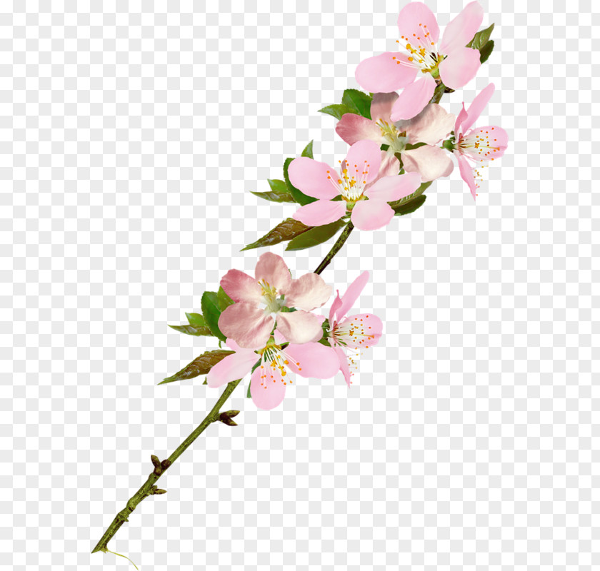 Dried Flowers Clip Art PNG