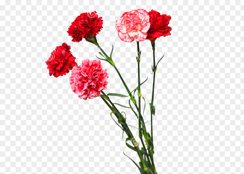 Flower Carnation Cut Flowers Floral Design Bouquet PNG