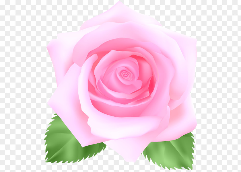 Flower Garden Roses Cabbage Rose Floribunda Blue Clip Art PNG