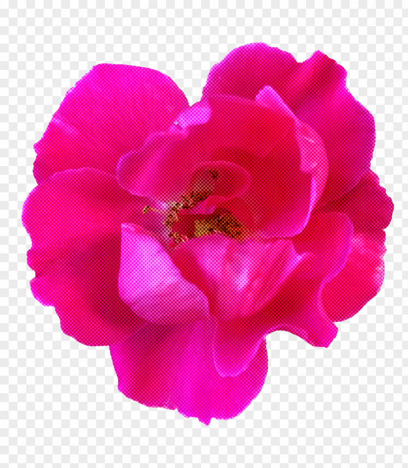 Garden Roses PNG