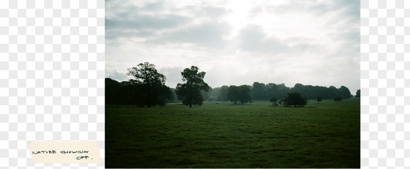 Grassland Lawn Biome Rural Area Grasses PNG